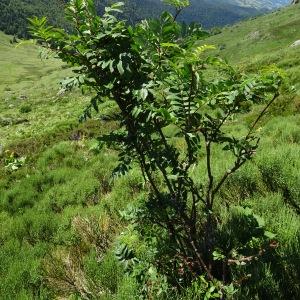 Photographie n°2520523 du taxon Sorbus aucuparia L. [1753]