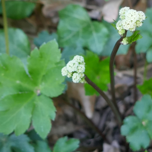 Photographie n°2520559 du taxon Sanicula europaea L. [1753]