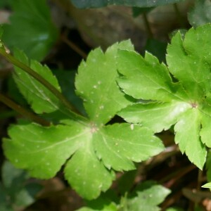 Photographie n°2520561 du taxon Sanicula europaea L. [1753]