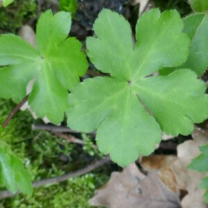 Photographie n°2520563 du taxon Sanicula europaea L. [1753]