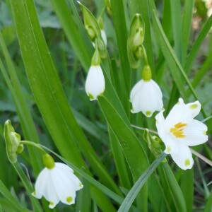 Photographie n°2520569 du taxon Leucojum aestivum L.