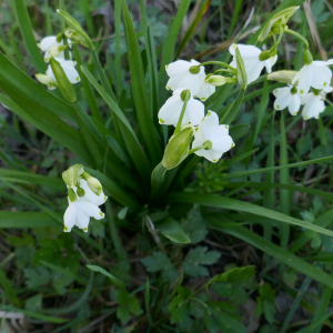 Photographie n°2520572 du taxon Leucojum aestivum L.