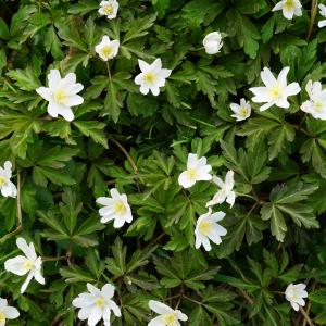 Photographie n°2520576 du taxon Anemone nemorosa L. [1753]