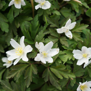 Photographie n°2520577 du taxon Anemone nemorosa L. [1753]