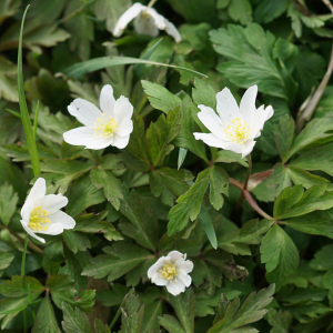 Photographie n°2520578 du taxon Anemone nemorosa L. [1753]