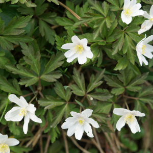 Photographie n°2520581 du taxon Anemone nemorosa L. [1753]