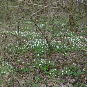 Photographie n°2520582 du taxon Anemone nemorosa L. [1753]