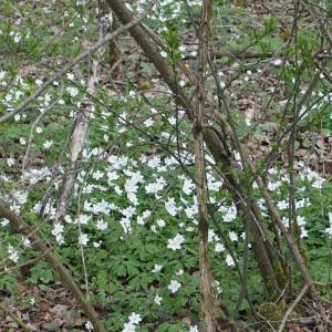 Photographie n°2520583 du taxon Anemone nemorosa L. [1753]