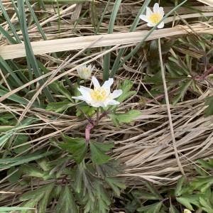 Photographie n°2520584 du taxon Anemone nemorosa L. [1753]