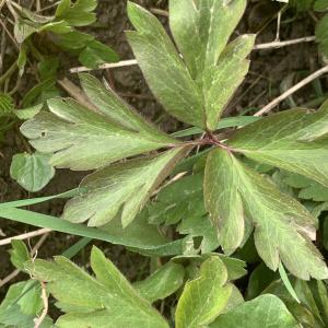 Photographie n°2520586 du taxon Anemone nemorosa L. [1753]