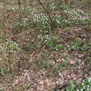 Photographie n°2520587 du taxon Anemone nemorosa L. [1753]