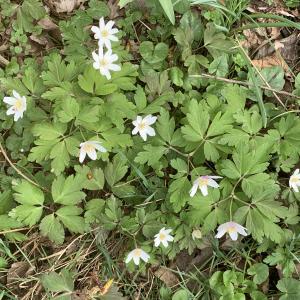 Photographie n°2520588 du taxon Anemone nemorosa L. [1753]