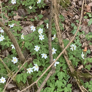 Photographie n°2520590 du taxon Anemone nemorosa L. [1753]