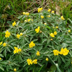 Photographie n°2520598 du taxon Anemone ranunculoides L. [1753]