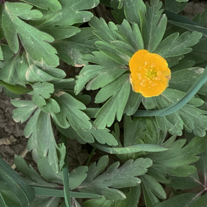 Photographie n°2520600 du taxon Anemone ranunculoides L. [1753]