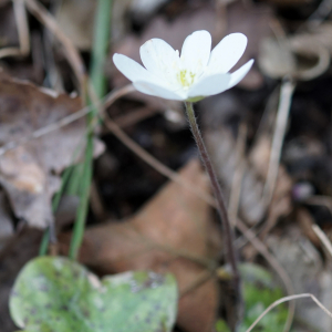 Photographie n°2520617 du taxon Anemone hepatica L. [1753]