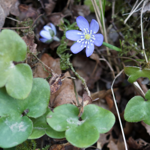 Photographie n°2520623 du taxon Anemone hepatica L. [1753]