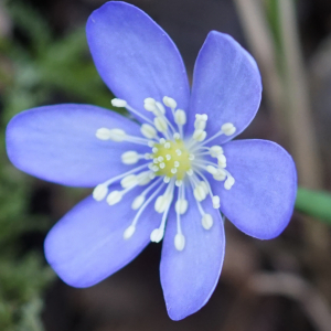 Photographie n°2520625 du taxon Anemone hepatica L. [1753]