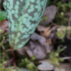 Photographie n°2520650 du taxon Erythronium dens-canis L.