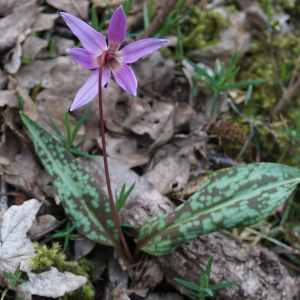 Photographie n°2520653 du taxon Erythronium dens-canis L.