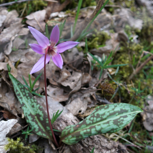 Photographie n°2520654 du taxon Erythronium dens-canis L.