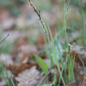 Photographie n°2520670 du taxon Carex flacca Schreb. [1771]