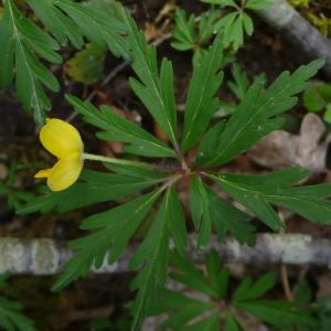  - Anemone ranunculoides subsp. ranunculoides 