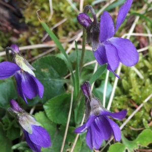 Photographie n°2520690 du taxon Viola hirta L. [1753]