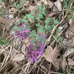 Photographie n°2520722 du taxon Corydalis solida (L.) Clairv. [1811]