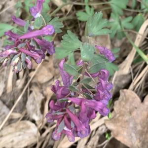 Photographie n°2520723 du taxon Corydalis solida (L.) Clairv. [1811]