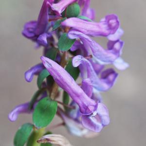 Photographie n°2520725 du taxon Corydalis solida (L.) Clairv. [1811]