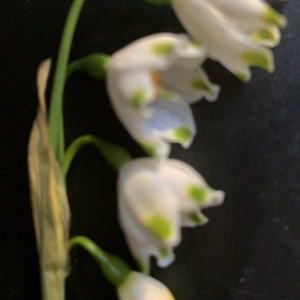 Photographie n°2520746 du taxon Leucojum aestivum L.