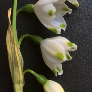 Photographie n°2520750 du taxon Leucojum aestivum L.