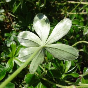 Photographie n°2520814 du taxon Alchemilla alpina L. [1753]