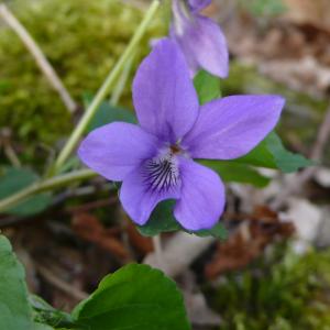 Photographie n°2520841 du taxon Viola riviniana Rchb.