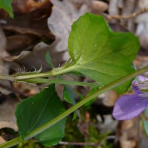 Photographie n°2520842 du taxon Viola riviniana Rchb.