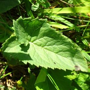 Photographie n°2520897 du taxon Phyteuma spicatum L. [1753]