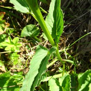 Photographie n°2520899 du taxon Phyteuma spicatum L. [1753]