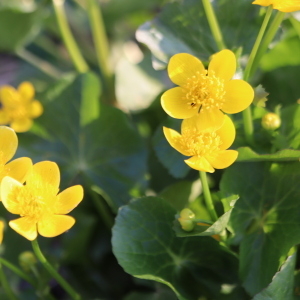 Photographie n°2520926 du taxon Caltha palustris L. [1753]