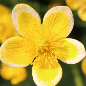 Photographie n°2520927 du taxon Caltha palustris L. [1753]