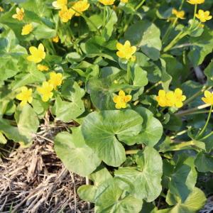 Photographie n°2520928 du taxon Caltha palustris L. [1753]