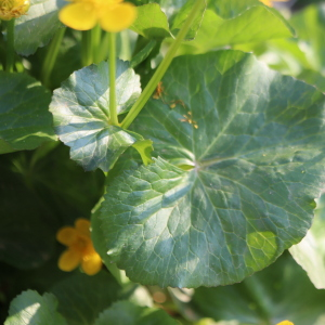 Photographie n°2520929 du taxon Caltha palustris L. [1753]