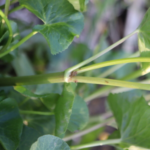 Photographie n°2520930 du taxon Caltha palustris L. [1753]