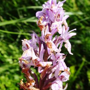 Photographie n°2520955 du taxon Dactylorhiza fuchsii (Druce) Soó [1962]