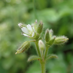 Photographie n°2520970 du taxon Cerastium glomeratum Thuill.