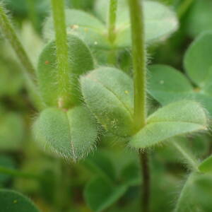 Photographie n°2520975 du taxon Cerastium glomeratum Thuill.