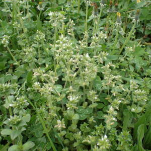 Photographie n°2520977 du taxon Cerastium glomeratum Thuill.