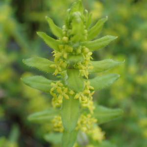 Photographie n°2520979 du taxon Cruciata laevipes Opiz