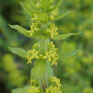 Photographie n°2520981 du taxon Cruciata laevipes Opiz