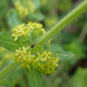 Photographie n°2520982 du taxon Cruciata laevipes Opiz